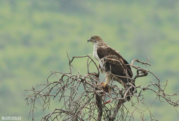 Bonellis Eagle Hieraaetus fasciatus Wadi Kanaf , Golan heights, 30-01-13  Lior Kislev